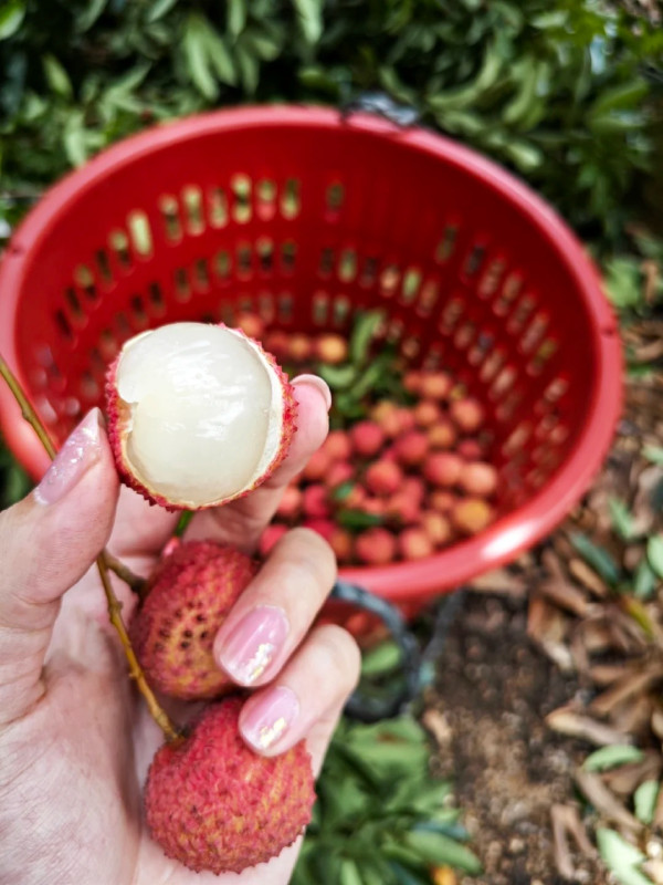 日紅果場（圖片來源：小紅書@momo）