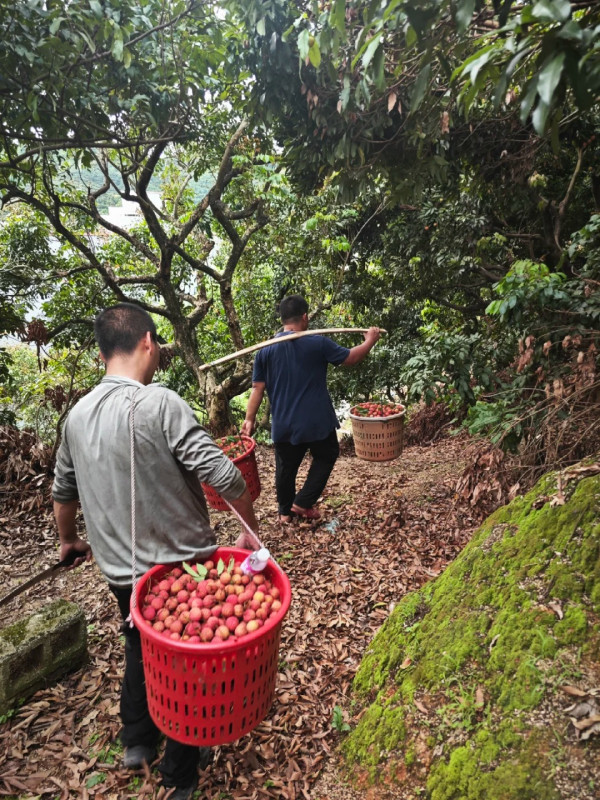 日紅果場（圖片來源：小紅書@momo）