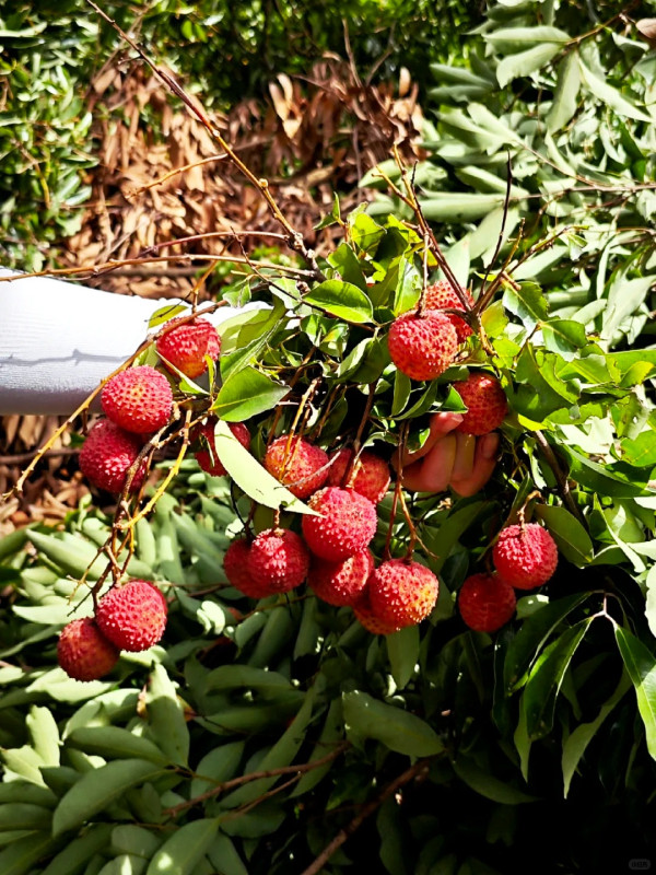 日紅果場（圖片來源：小紅書@momo）