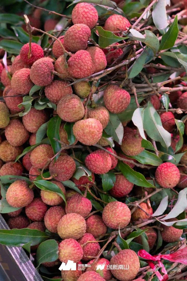 深圳南山荔枝（圖片來源：創新南山微信公眾號）