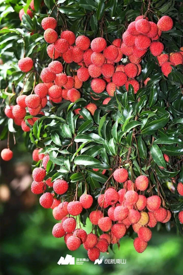 深圳南山荔枝（圖片來源：創新南山微信公眾號）