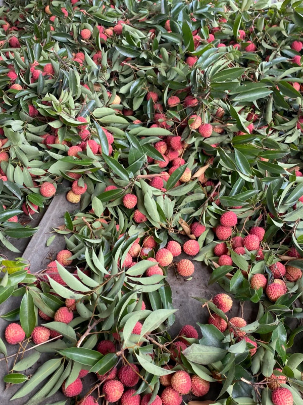 福麗農場卓記果園（圖片來源：小紅書@大豬蹄子）