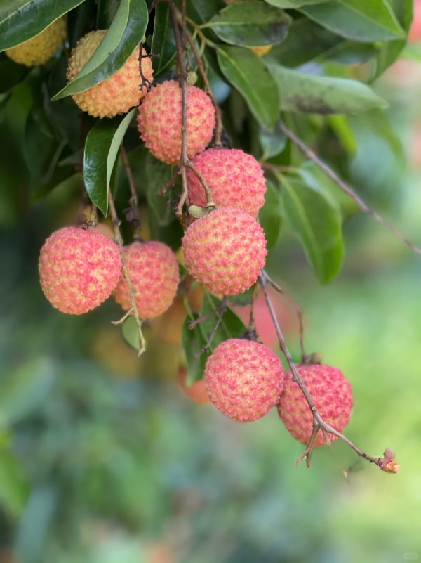 福麗農場卓記果園（圖片來源：小紅書@大豬蹄子）