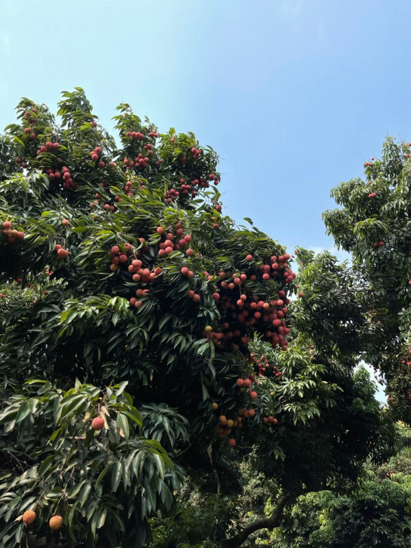 福麗農場卓記果園（圖片來源：小紅書@大豬蹄子）