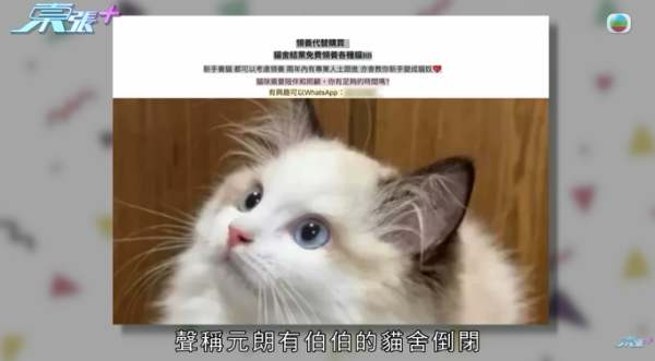貓舍倒閉好心人領養貓bb 被迫做1事疑被詐騙！最後貓貓患病幾日後離世 網友：為咗錢咩都做得出