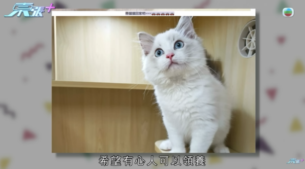 貓舍倒閉好心人領養貓bb 被迫做1事疑被詐騙！最後貓貓患病幾日後離世 網友：為咗錢咩都做得出