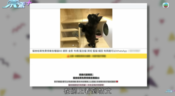 貓舍倒閉好心人領養貓bb 被迫做1事疑被詐騙！最後貓貓患病幾日後離世 網友：為咗錢咩都做得出