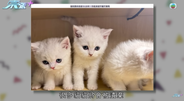 貓舍倒閉好心人領養貓bb 被迫做1事疑被詐騙！最後貓貓患病幾日後離世 網友：為咗錢咩都做得出