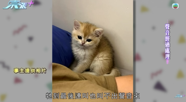 貓舍倒閉好心人領養貓bb 被迫做1事疑被詐騙！最後貓貓患病幾日後離世 網友：為咗錢咩都做得出