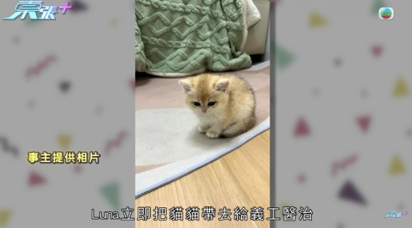 貓舍倒閉好心人領養貓bb 被迫做1事疑被詐騙！最後貓貓患病幾日後離世 網友：為咗錢咩都做得出