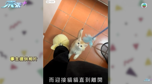 貓舍倒閉好心人領養貓bb 被迫做1事疑被詐騙！最後貓貓患病幾日後離世 網友：為咗錢咩都做得出