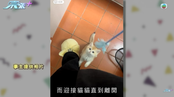 貓舍倒閉好心人領養貓bb 被迫做1事疑被詐騙！最後貓貓患病幾日後離世 網友：為咗錢咩都做得出