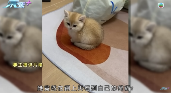 貓舍倒閉好心人領養貓bb 被迫做1事疑被詐騙！最後貓貓患病幾日後離世 網友：為咗錢咩都做得出