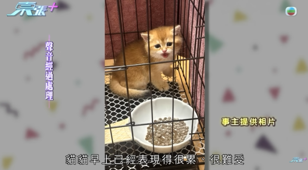 貓舍倒閉好心人領養貓bb 被迫做1事疑被詐騙！最後貓貓患病幾日後離世 網友：為咗錢咩都做得出