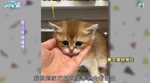 貓舍倒閉好心人領養貓bb 被迫做1事疑被詐騙！最後貓貓患病幾日後離世 網友：為咗錢咩都做得出