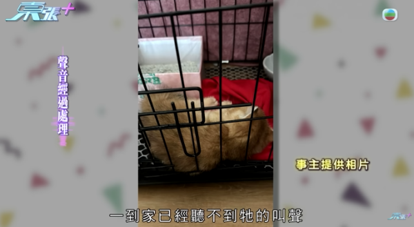 貓舍倒閉好心人領養貓bb 被迫做1事疑被詐騙！最後貓貓患病幾日後離世 網友：為咗錢咩都做得出