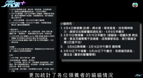 貓舍倒閉好心人領養貓bb 被迫做1事疑被詐騙！最後貓貓患病幾日後離世 網友：為咗錢咩都做得出