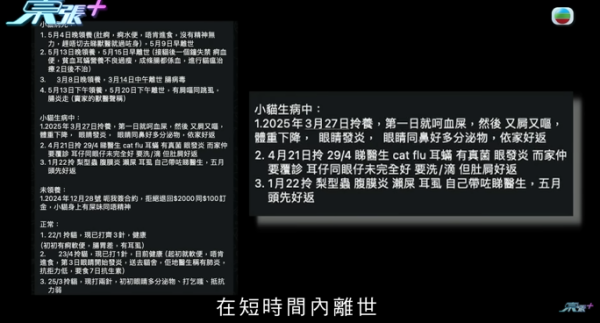 貓舍倒閉好心人領養貓bb 被迫做1事疑被詐騙！最後貓貓患病幾日後離世 網友：為咗錢咩都做得出