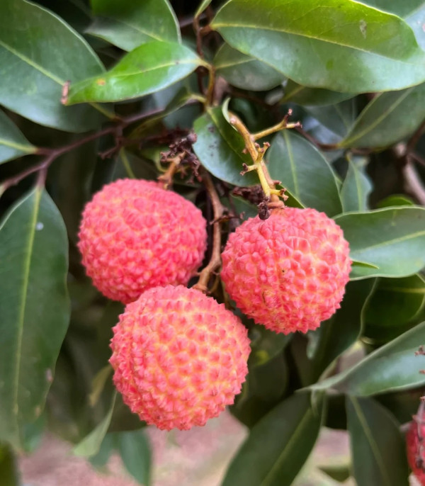 桂味（圖片來源：小紅書@中國阿妹荔枝園）