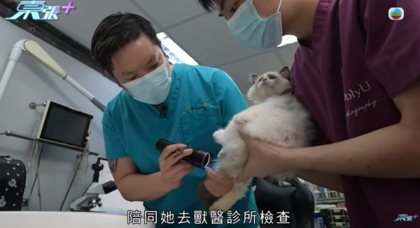 貓舍倒閉好心人領養貓bb 被迫做1事疑被詐騙！最後貓貓患病幾日後離世 網友：為咗錢咩都做得出