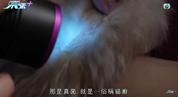 貓舍倒閉好心人領養貓bb 被迫做1事疑被詐騙！最後貓貓患病幾日後離世 網友：為咗錢咩都做得出