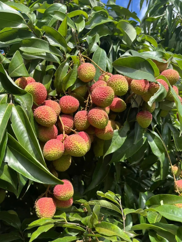 妃子笑（圖片來源：小紅書@多多錢）