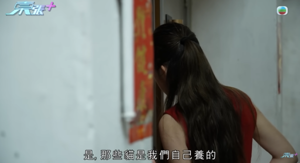 貓舍倒閉好心人領養貓bb 被迫做1事疑被詐騙！最後貓貓患病幾日後離世 網友：為咗錢咩都做得出