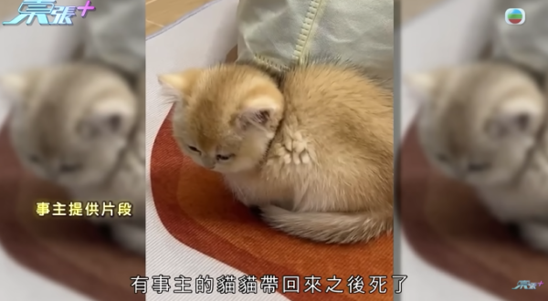 貓舍倒閉好心人領養貓bb 被迫做1事疑被詐騙！最後貓貓患病幾日後離世 網友：為咗錢咩都做得出
