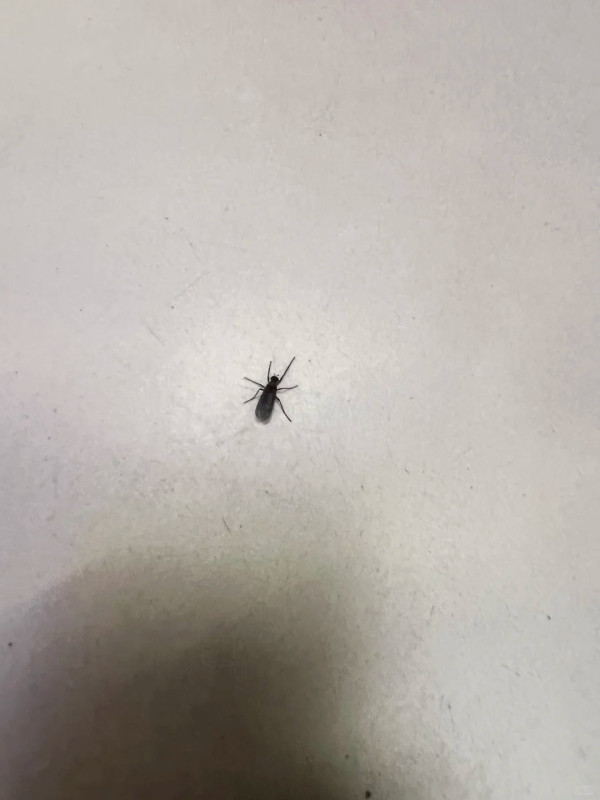 遊韓注意|首爾再爆蟲蟲危機!「愛情蟲」成對出沒 附防蟲5大方法!避免著呢種顏色衫?