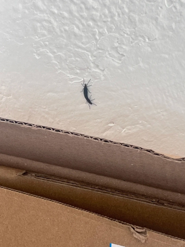 遊韓注意|首爾再爆蟲蟲危機!「愛情蟲」成對出沒 附防蟲5大方法!避免著呢種顏色衫?