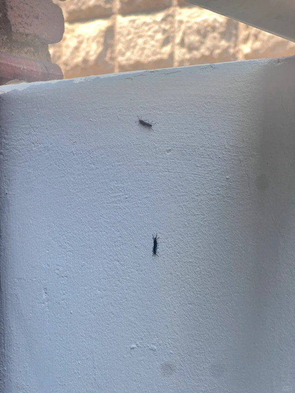 遊韓注意|首爾再爆蟲蟲危機!「愛情蟲」成對出沒 附防蟲5大方法!避免著呢種顏色衫?