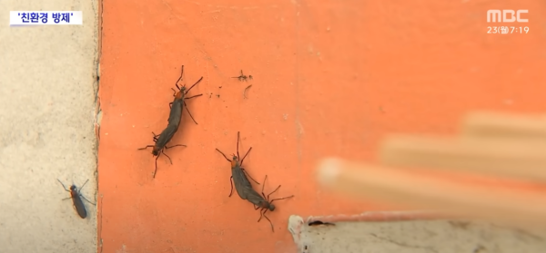 遊韓注意|首爾再爆蟲蟲危機!「愛情蟲」成對出沒 附防蟲5大方法!避免著呢種顏色衫?