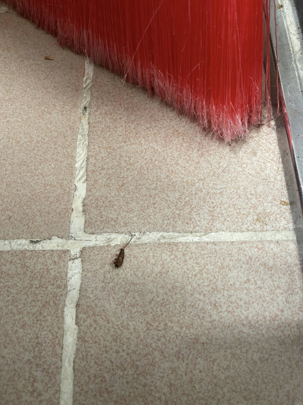 港人$15淘寶買滅曱甴神器！大讚用完一次「已不見小強」！專家教3招天然驅趕曱甴法