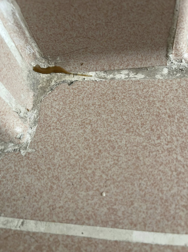 港人$15淘寶買滅曱甴神器！大讚用完一次「已不見小強」！專家教3招天然驅趕曱甴法