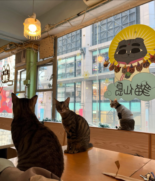 阿貓地攤結業開業25年「元祖級」貓Cafe！店方承諾將貓貓安置安全地方