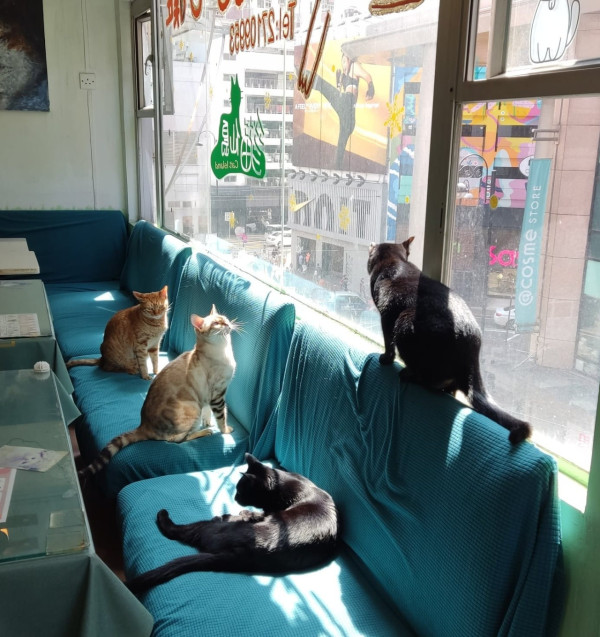阿貓地攤結業開業25年「元祖級」貓Cafe！店方承諾將貓貓安置安全地方