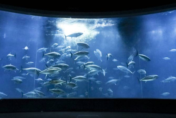 葛西臨海水族園（圖片來源：Go Tokyo）