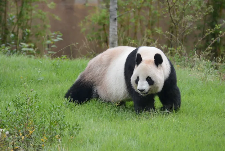 上野動物園（圖片來源：Tokyo Zoological Park Society）