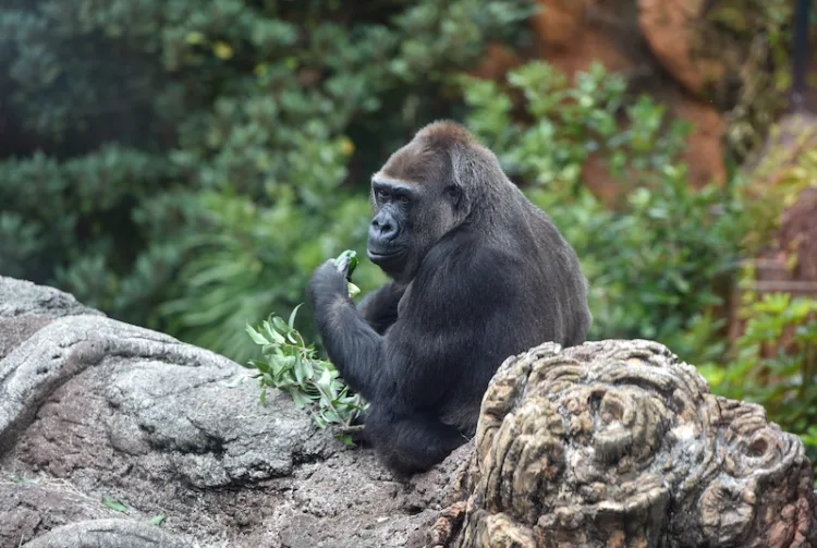上野動物園（圖片來源：Tokyo Zoological Park Society）