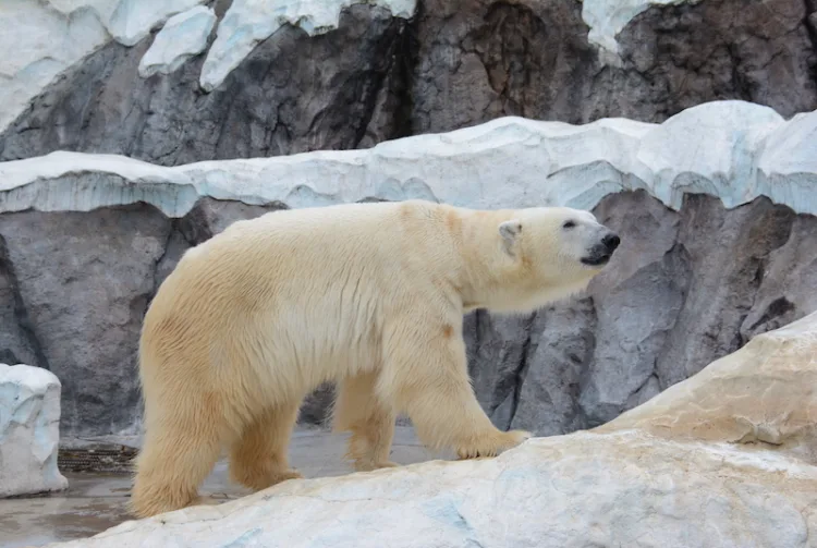 上野動物園（圖片來源：Tokyo Zoological Park Society）