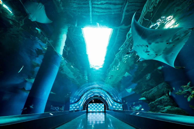 Maxell Aqua Park 品川水族館（圖片來源：Maxell AQUAPARK SHINAGAWA）