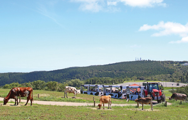 東京千葉母親牧場（圖片來源：母親牧場）