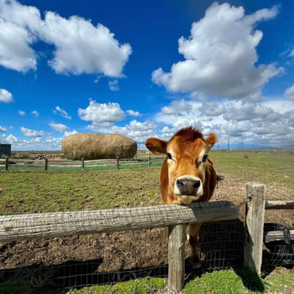 入住6噸重巨型薯仔屋 美國超人氣Airbnb 