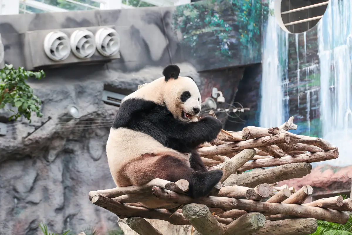 澳門輕軌景點（圖片來源：Trip.com）