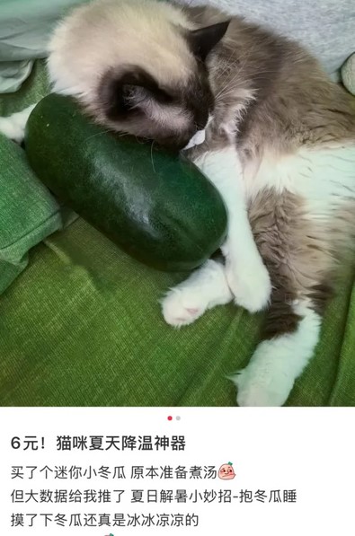 抱冬瓜睡覺消暑