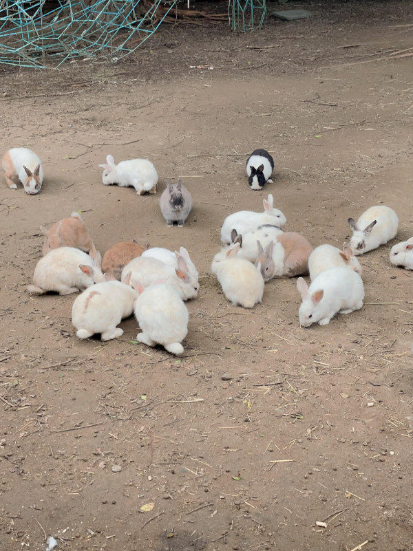 台北親子餐廳(圖源:To House庭園餐廳) 台北親子餐廳(圖源:To House庭園餐廳)