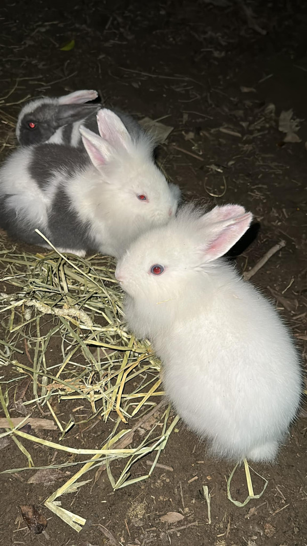 台北親子餐廳(圖源:To House庭園餐廳) 台北親子餐廳(圖源:To House庭園餐廳)