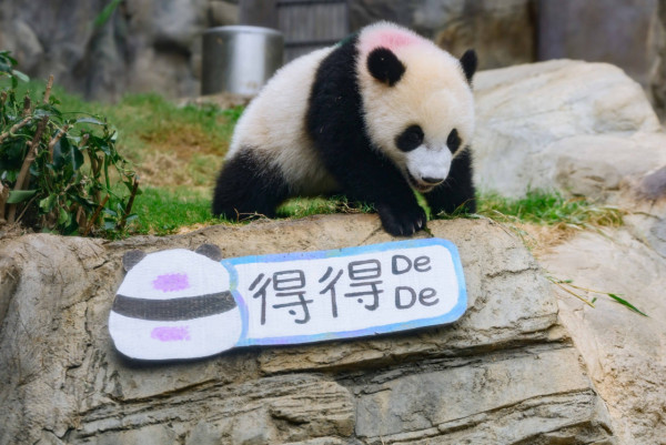 海洋公園門票優惠|免費送雙人門票 玩盡夏水禮水戰X大熊貓生日慶典