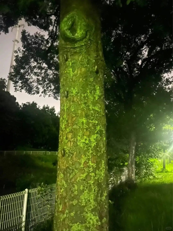 日本公園貼告示禁止捕捉一生物 居日內地人小紅書分享公園採集食用