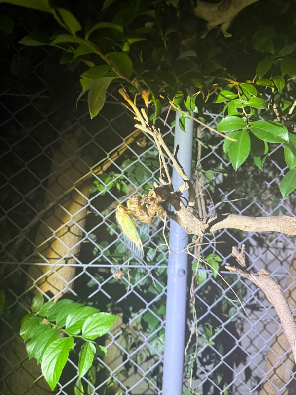 日本公園貼告示禁止捕捉一生物 居日內地人小紅書分享公園採集食用